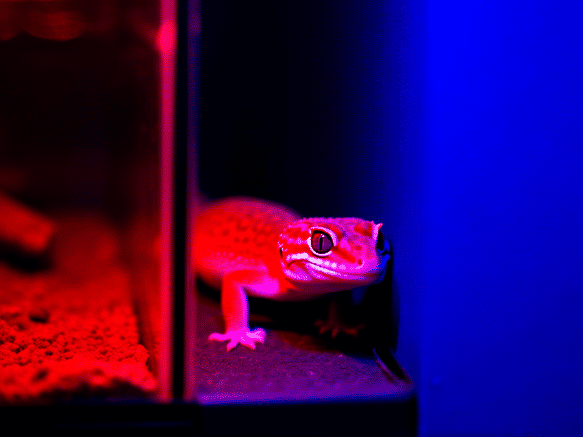 Contrast shot of a leopard gecko hiding in a dark corner, with a harsh red or blue reptile night light casting unnatural purple/red hues across the terrarium. Gecko looks stressed, wide-eyed. Dramatic lighting. --ar 16:9