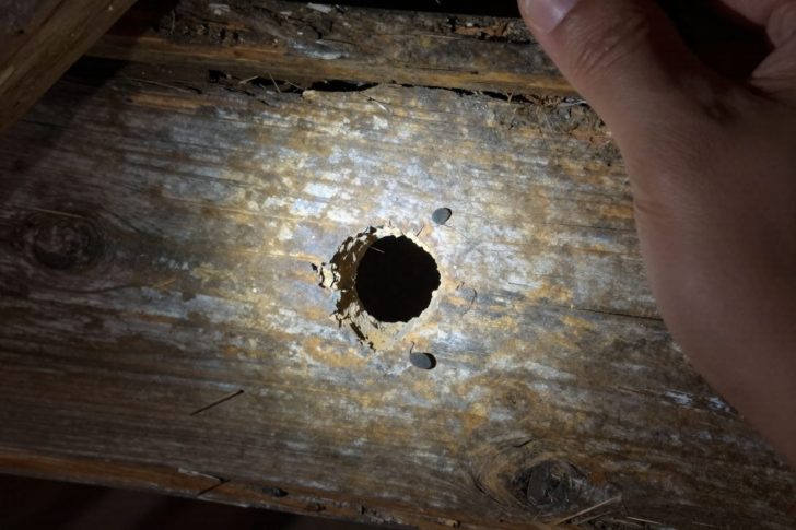 Seal an Attic From Pests Yourself: 5 Steps That Actually Keep Mice Out
