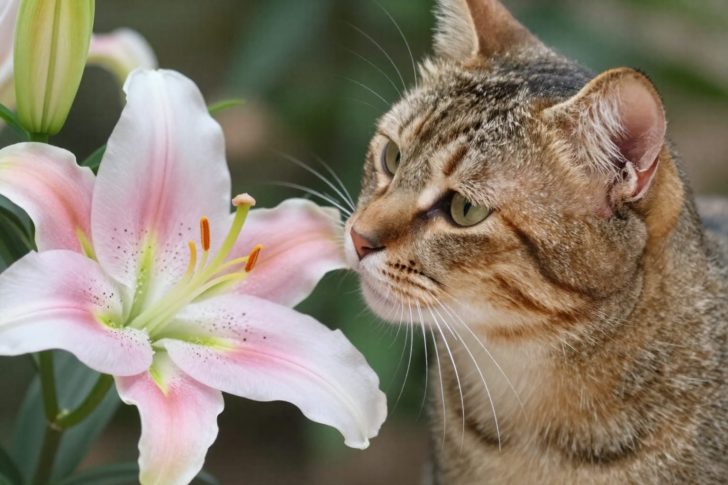 9 Common Household Plants Toxic to Cats in 2026