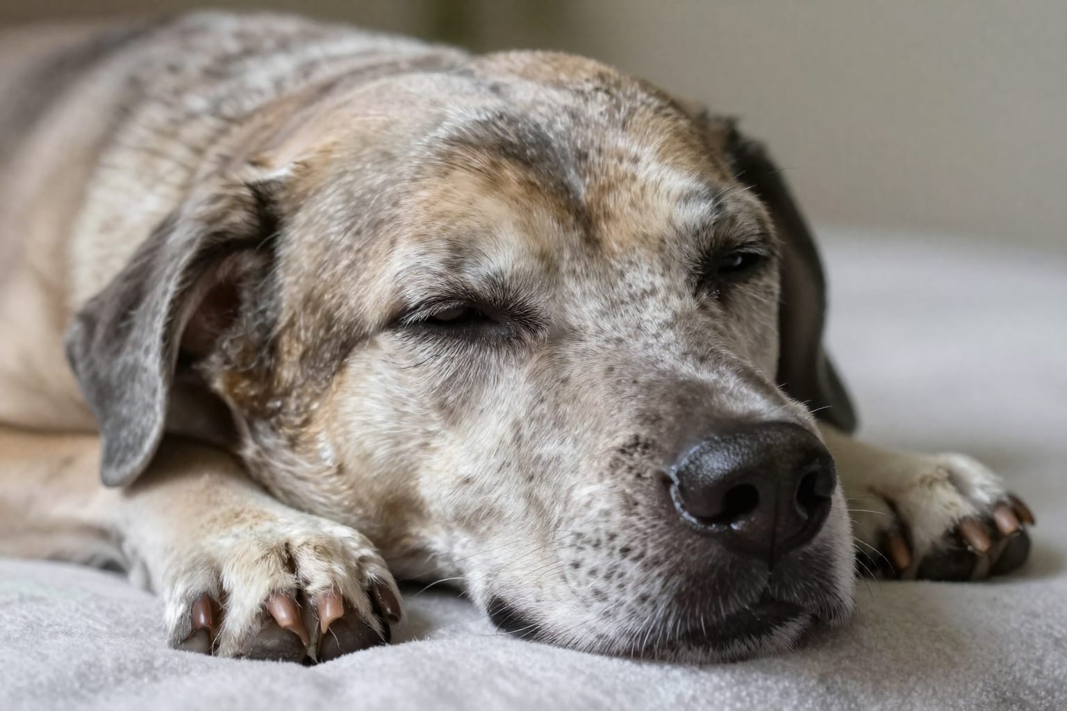 When to Consider Quality of Life in an Aging Pet: 4 Hard Truths
