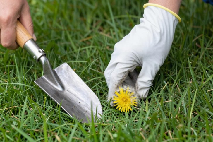 8 Organic Ways to Kill Broadleaf Weeds in Your Lawn (2026 Guide)