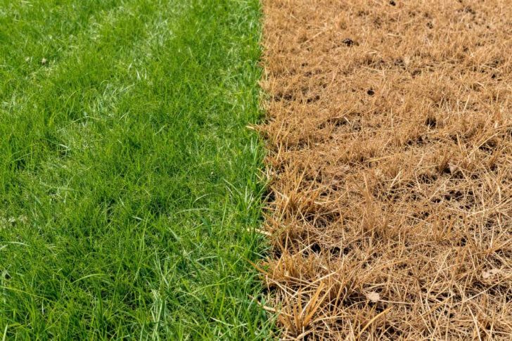 Cool-Season vs Warm-Season Grass: 5 Key Differences for Your Lawn