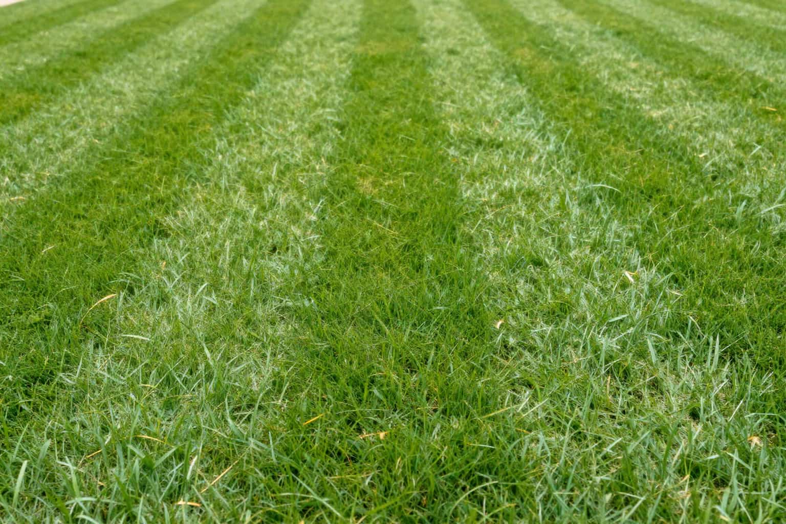 How Often Should You Mow Your Lawn in Summer? The 5-Day Rule