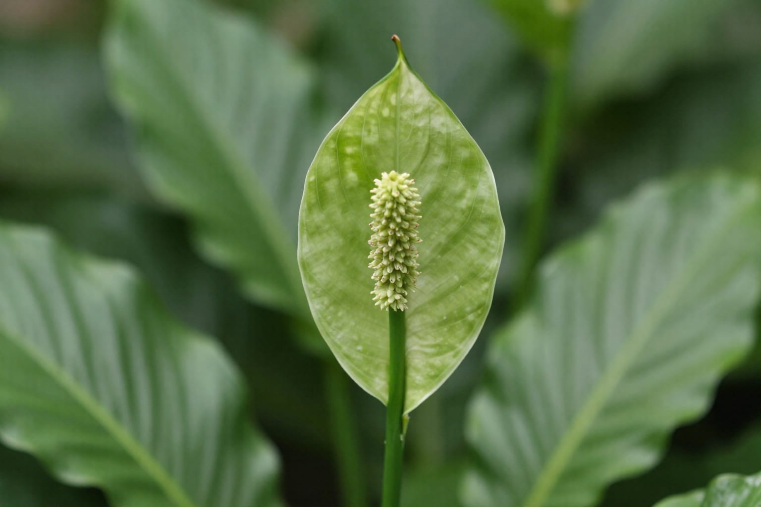 How to Care for a Peace Lily With Brown Tips: 5 Fixes That Work Fast