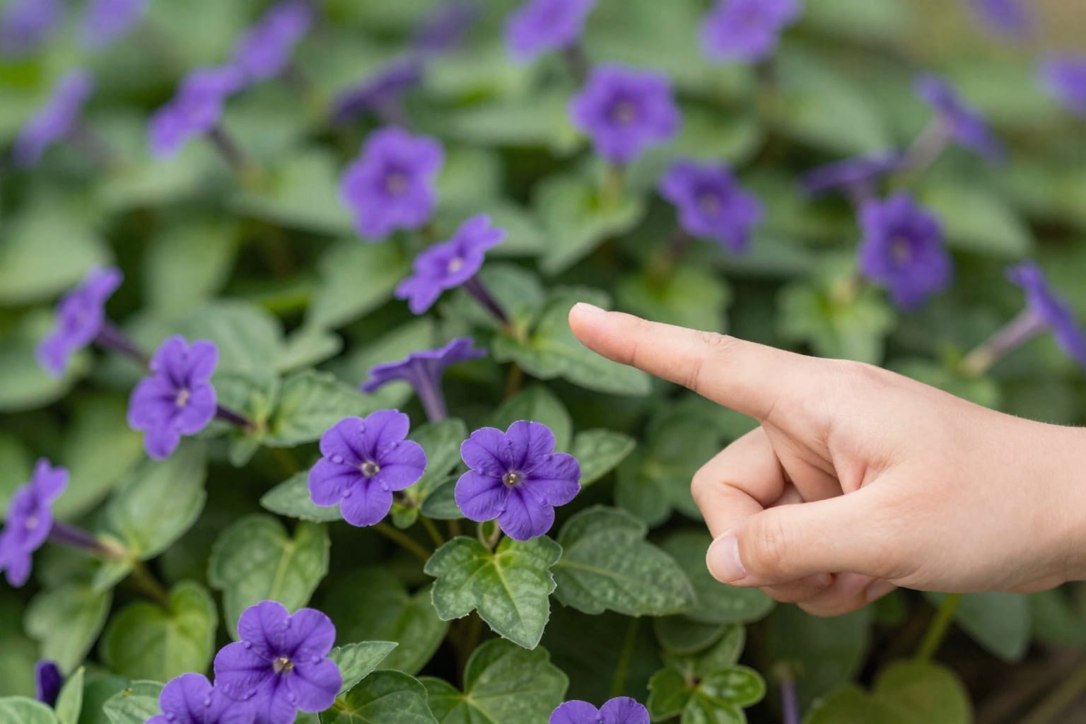 How to Deal With Creeping Charlie in the Lawn: 4 Steps That Actually Work