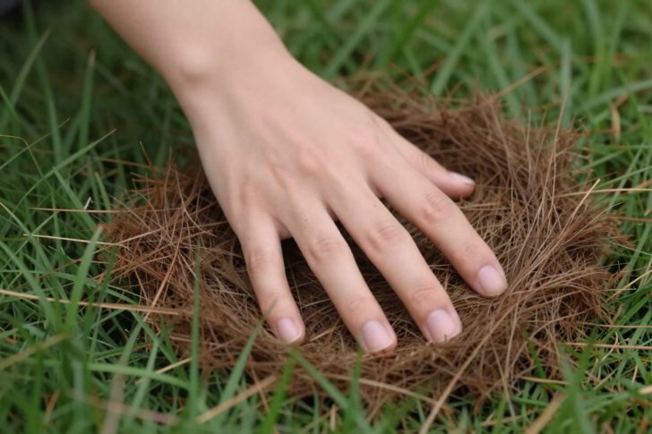 How to Dethatch a Lawn by Hand or Machine – 2026 Guide