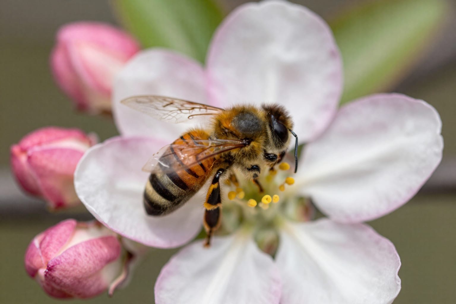 How to Pollinate Apple Trees for a Good Crop: 5 Pro Tips